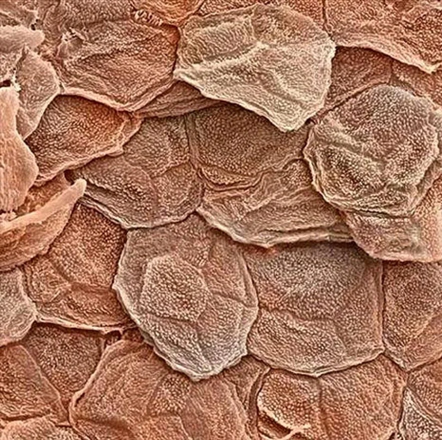 Skin health treated as a living organ in clinical aesthetics