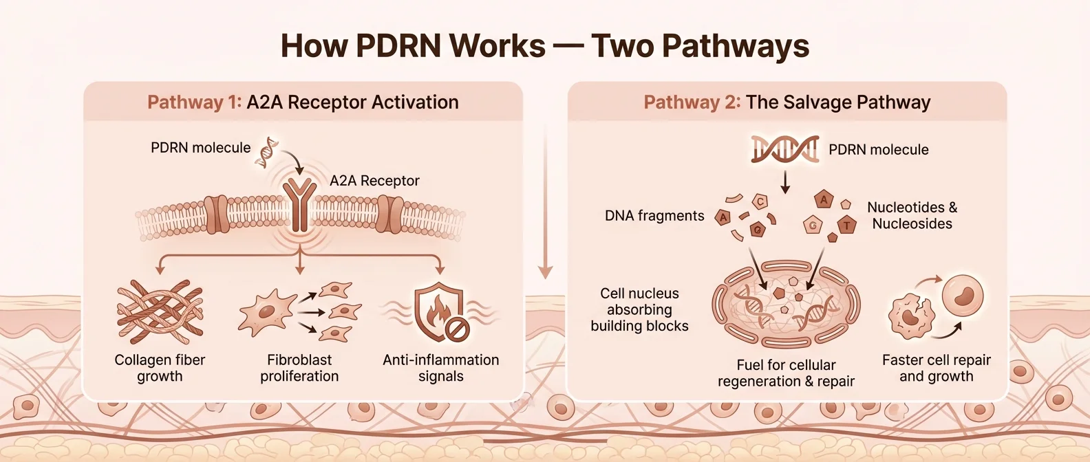 How PDRN works — A2A receptor activation and salvage pathway mechanism