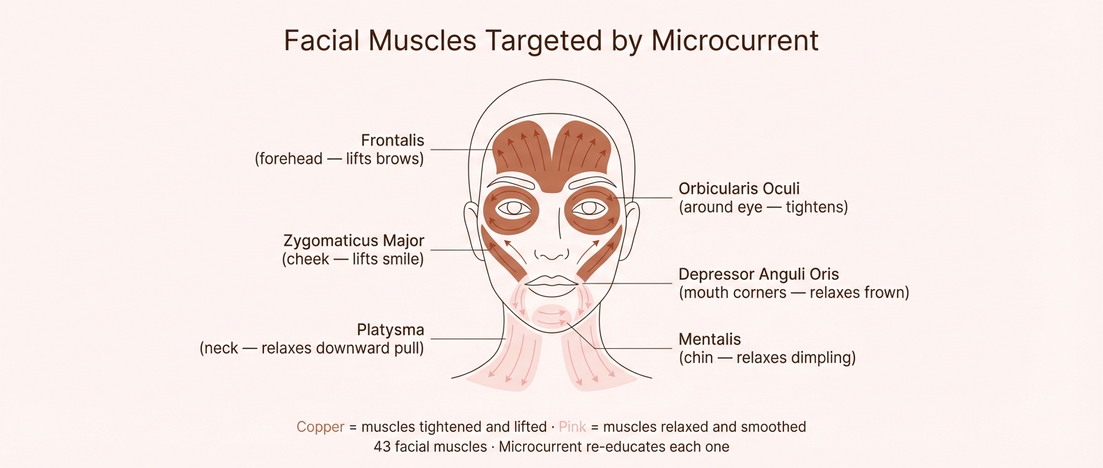 Facial muscle map for microcurrent treatment — lifting and relaxing muscle groups